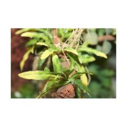 Joefix - Vegetación gruesa 5. Grandes hojas, Ref: 206.