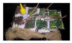 Conjunto Vegetación de la selva, Marca Joefix, Ref: 220