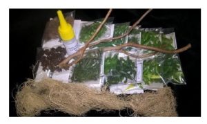 Conjunto Vegetación de la selva, Marca Joefix, Ref: 220