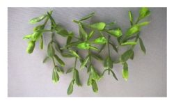 Vegetación gruesa 2, helechos. Marca Joefix, Ref: 203