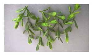 Vegetación gruesa 2, helechos. Marca Joefix, Ref: 203